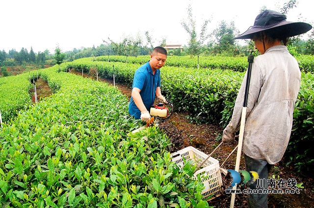 纳溪大渡口镇：科技助力，夏秋茶叶成了“香饽饽”