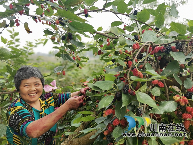 泸县福集镇：小小桑葚果， 甜甜致富味