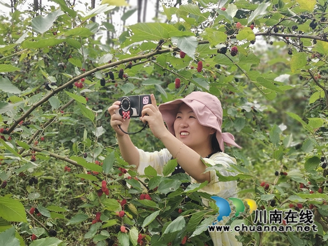 泸县福集镇：小小桑葚果， 甜甜致富味(图4)