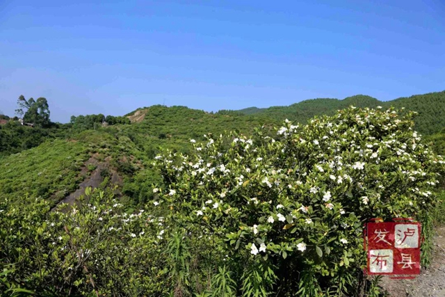泸州又上央视啦！千亩栀子花盛放，展现乡村大美风光(图9)