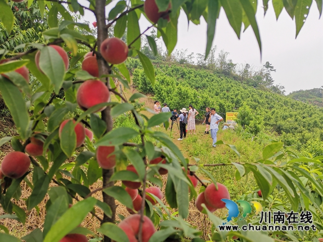 泸县牛滩镇：小小桃子助农大增收