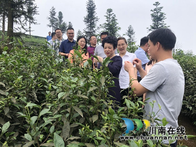 纳溪区护国镇：聚焦茶叶产业，为民办实事