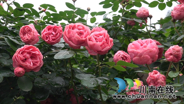 古蔺：花海迷宫引客来，苗乡赏花上学党史(图5)