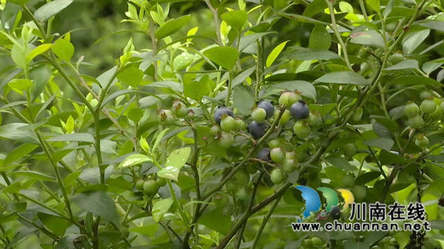 合江：“蓝”精灵“莓”好尽现(图2)