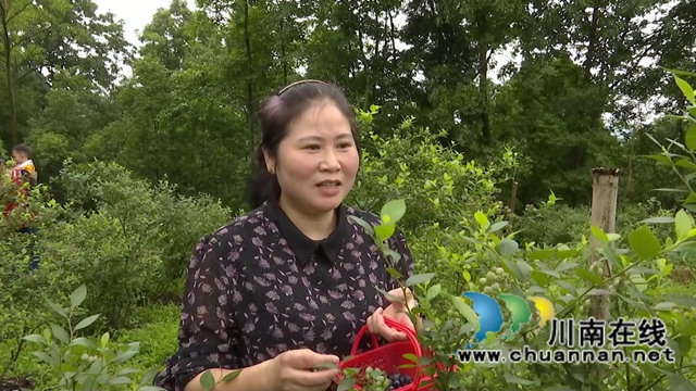 合江：“蓝”精灵“莓”好尽现(图11)