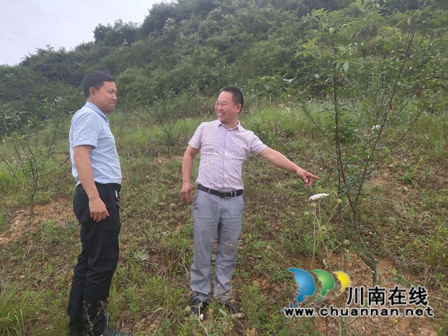 古蔺：乡贤心中的“椒园情”