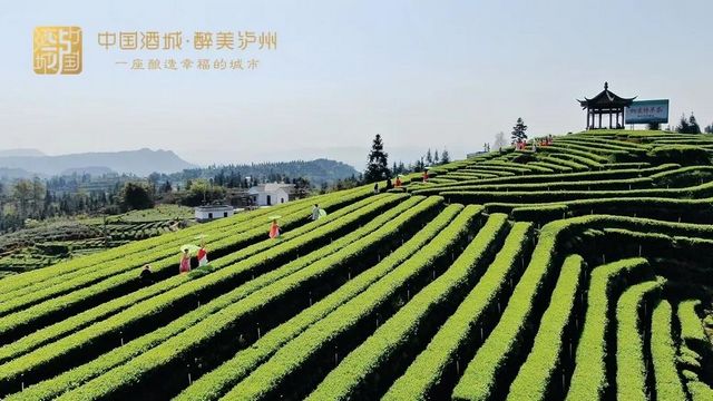 打造中国特早茶产业带！涉及纳溪、叙永、古蔺、泸县这些乡镇(图1)