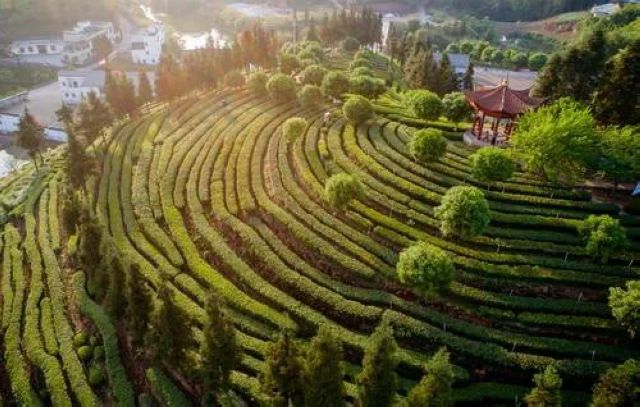 好安逸!周末来纳溪品茶 还有礼品送哟(图1)