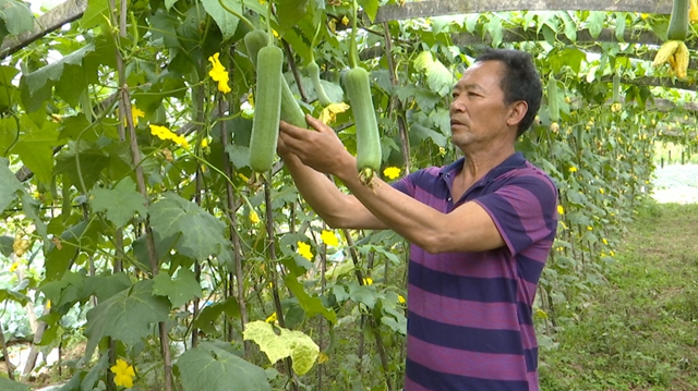 华阳街道西岸村：科技特派员支招，百亩丝瓜满枝头(图4)