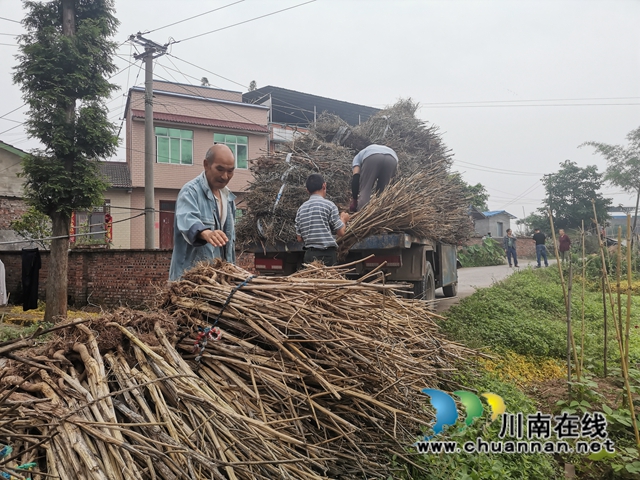 变废为宝　泸县嘉明镇农作物秸秆综合利用探出路子(图2)
