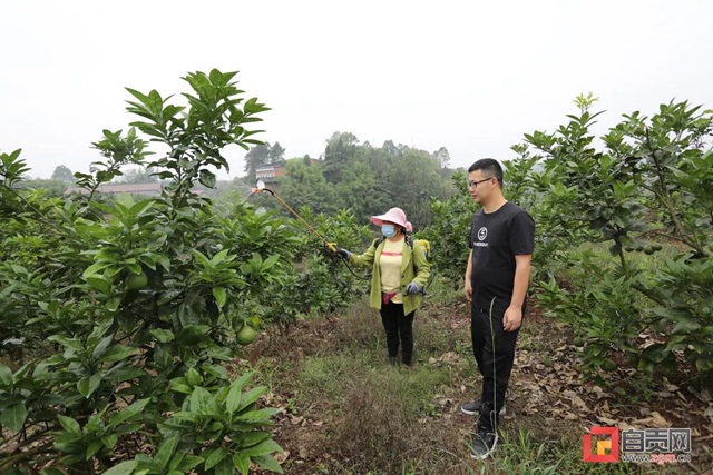 “好吃嘴儿”集合!自贡这里的柚子挂果了!(图1) “好吃嘴儿”集合!自贡这里的柚子挂果了!(图1)