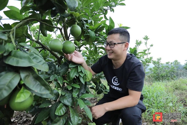 “好吃嘴儿”集合!自贡这里的柚子挂果了!(图2) “好吃嘴儿”集合!自贡这里的柚子挂果了!(图2)