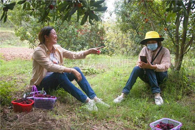酸酸甜甜就是这个味儿!内江杨梅熟了,“搞快”摘!(图5) 酸酸甜甜就是这个味儿!内江杨梅熟了,“搞快”摘!(图5)
