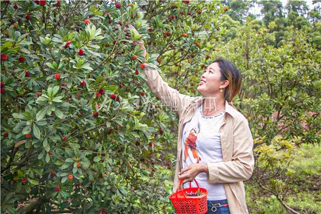 酸酸甜甜就是这个味儿!内江杨梅熟了,“搞快”摘!(图6) 酸酸甜甜就是这个味儿!内江杨梅熟了,“搞快”摘!(图6)