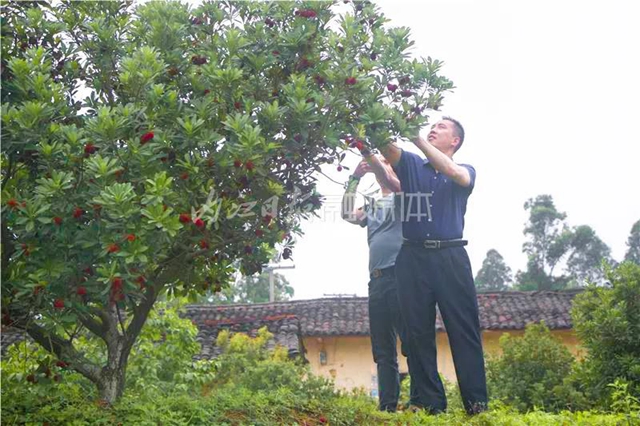 酸酸甜甜就是这个味儿!内江杨梅熟了,“搞快”摘!(图2) 酸酸甜甜就是这个味儿!内江杨梅熟了,“搞快”摘!(图2)