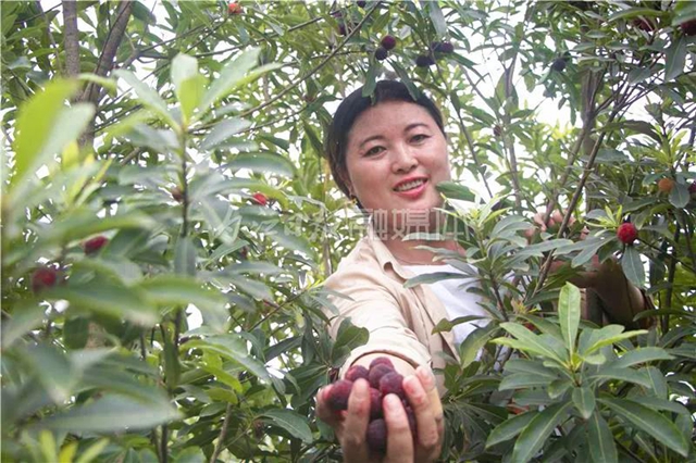 酸酸甜甜就是这个味儿!内江杨梅熟了,“搞快”摘!(图3) 酸酸甜甜就是这个味儿!内江杨梅熟了,“搞快”摘!(图3)