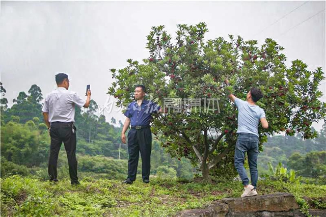 酸酸甜甜就是这个味儿!内江杨梅熟了,“搞快”摘!(图9) 酸酸甜甜就是这个味儿!内江杨梅熟了,“搞快”摘!(图9)
