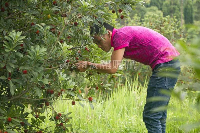 酸酸甜甜就是这个味儿!内江杨梅熟了,“搞快”摘!(图10) 酸酸甜甜就是这个味儿!内江杨梅熟了,“搞快”摘!(图10)
