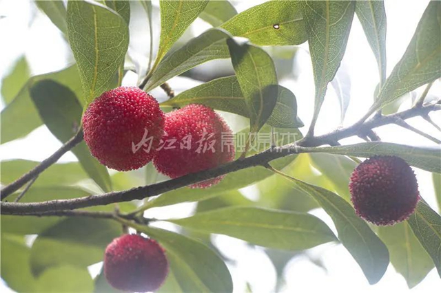 酸酸甜甜就是这个味儿!内江杨梅熟了,“搞快”摘!(图12) 酸酸甜甜就是这个味儿!内江杨梅熟了,“搞快”摘!(图12)