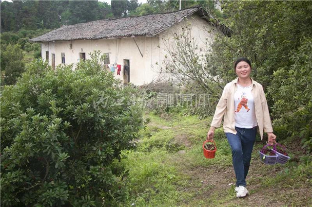 酸酸甜甜就是这个味儿!内江杨梅熟了,“搞快”摘!(图16) 酸酸甜甜就是这个味儿!内江杨梅熟了,“搞快”摘!(图16)