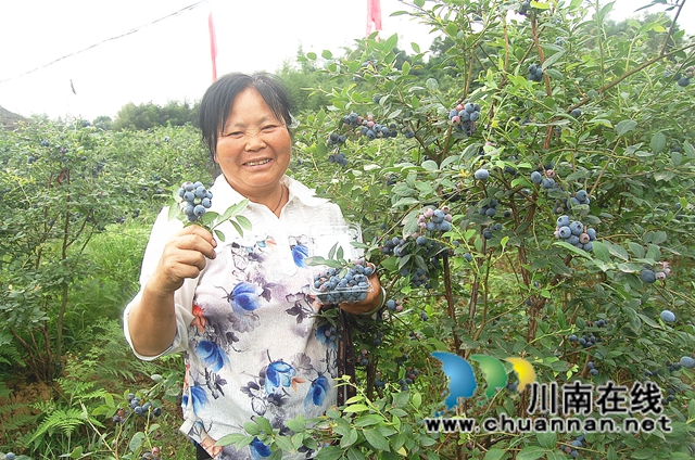 江阳区方山镇：蓝莓熟了， 游客乐了，钱袋鼓了！