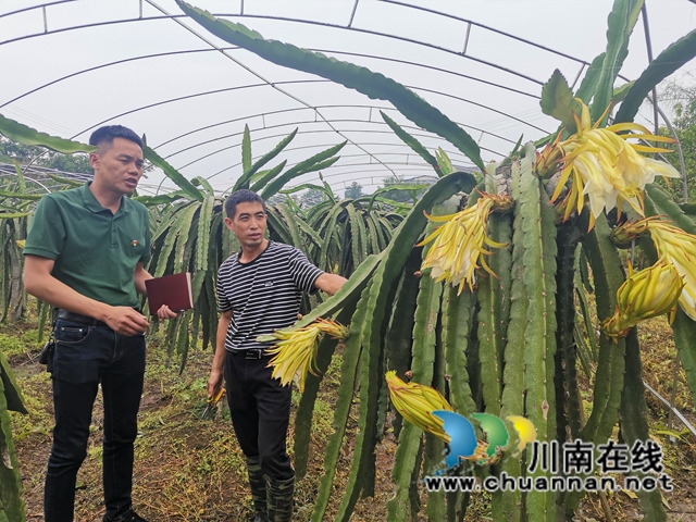 泸县：支书主任一肩挑，挑出乡村新活力