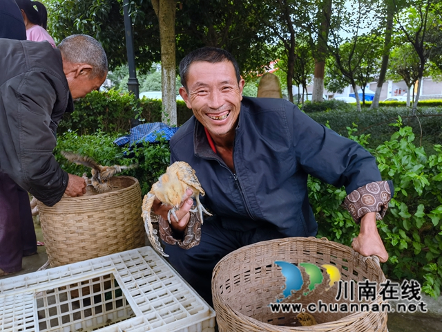 泸县残联开展“我为群众办实事”实践活动——送鸡苗下乡(图5)