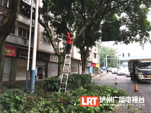 注意安全！泸州城区20条干道行道树“理发”中(图2)