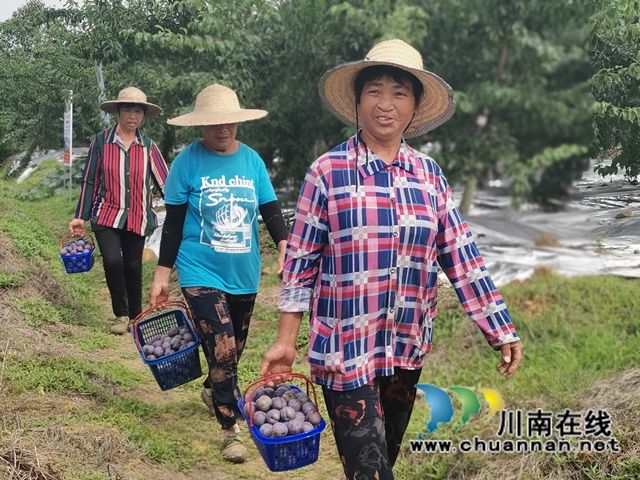有机种植，鲜果采摘，泸县牛滩镇新林村水果走出致富路(图4)