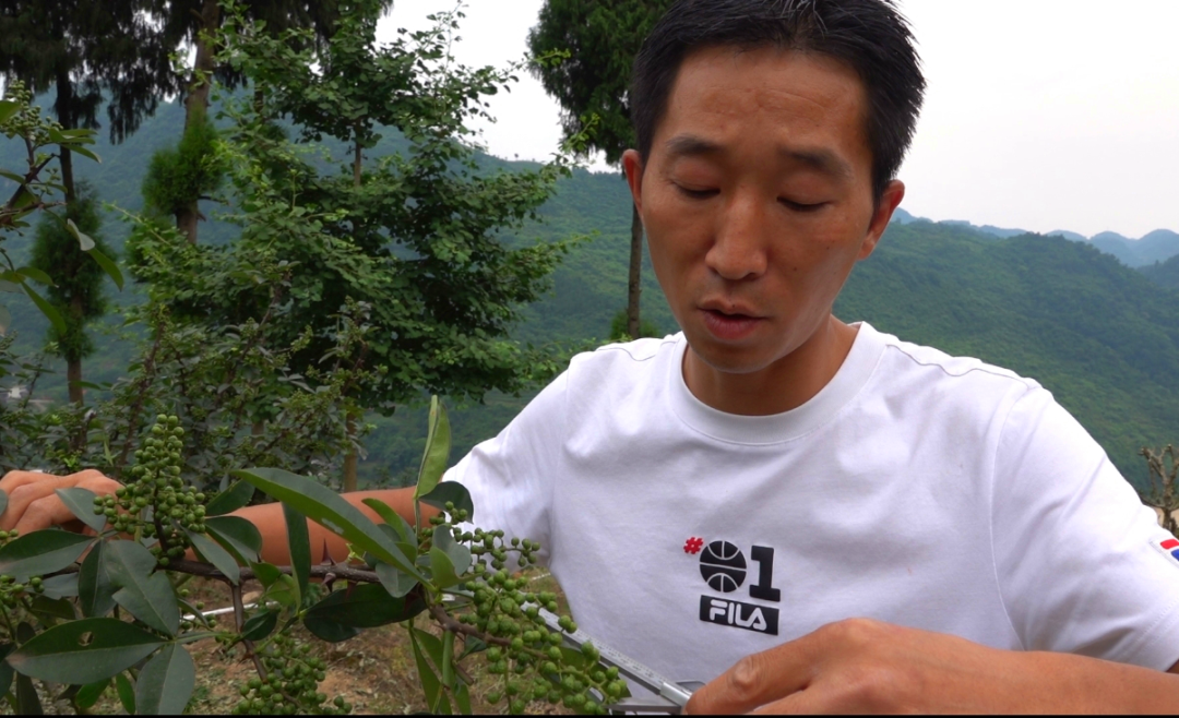 “椒”香扑鼻！古蔺这儿石头缝里长出致富果(图7)