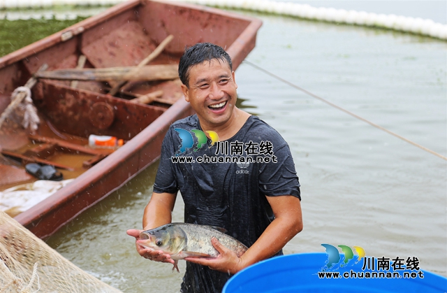 江阳区丹林镇：淡水鱼价格翻番，养殖户乐开颜