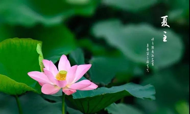 【扩散】西南医大中医院请您领免费养生药膳了！