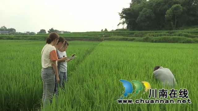 合江:生物技术防控病虫害,保障夏粮高产丰收(图3) 合江:生物技术防控病虫害,保障夏粮高产丰收(图3)