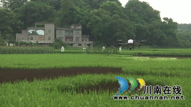 合江:生物技术防控病虫害,保障夏粮高产丰收(图2) 合江:生物技术防控病虫害,保障夏粮高产丰收(图2)