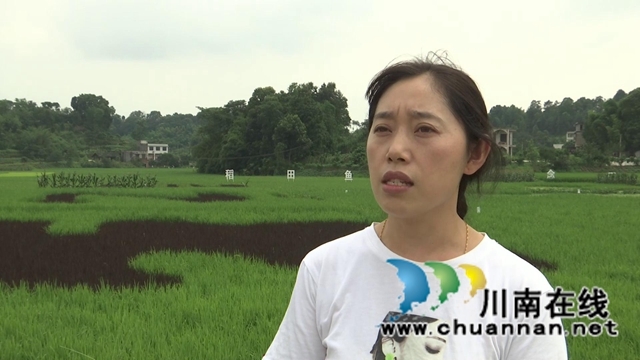 合江:生物技术防控病虫害,保障夏粮高产丰收(图7) 合江:生物技术防控病虫害,保障夏粮高产丰收(图7)