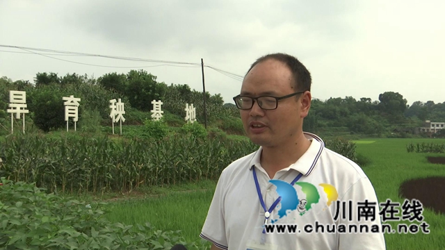 合江:生物技术防控病虫害,保障夏粮高产丰收(图8) 合江:生物技术防控病虫害,保障夏粮高产丰收(图8)