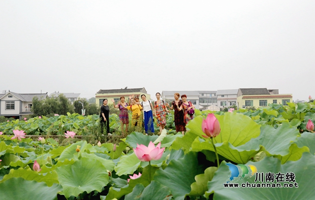 泸州龙马潭：无边“夏雨荷”，绿浪层层翻(图2)