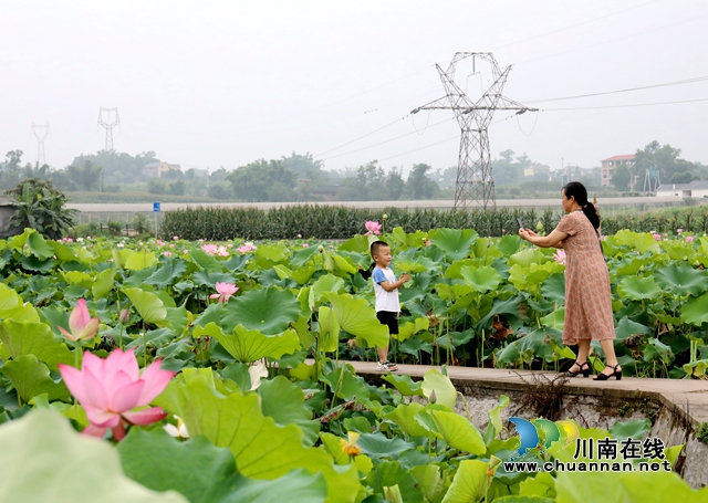 泸州龙马潭：无边“夏雨荷”，绿浪层层翻(图4)