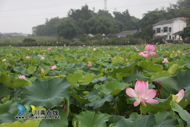 泸州龙马潭：无边“夏雨荷”，绿浪层层翻(图7)
