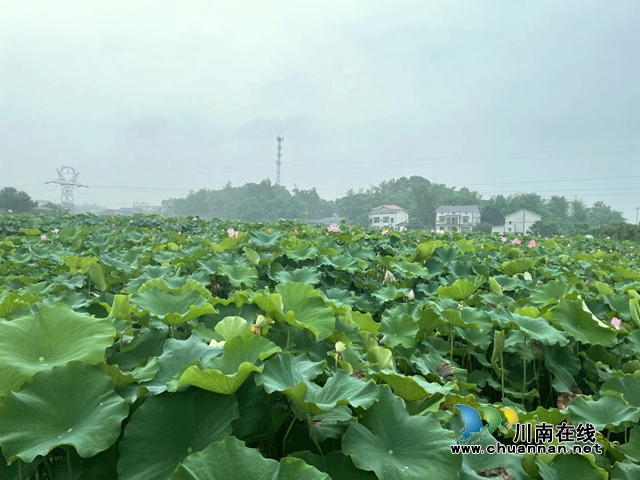 泸州龙马潭:无边“夏雨荷”,绿浪层层翻(图14) 泸州龙马潭:无边“夏雨荷”,绿浪层层翻(图14)