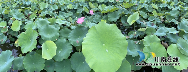 泸州龙马潭:无边“夏雨荷”,绿浪层层翻(图13) 泸州龙马潭:无边“夏雨荷”,绿浪层层翻(图13)