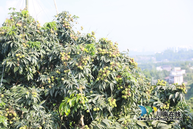 又是一年荔枝红！合江：荔枝成熟甜如蜜，小康路上幸福多(图4)
