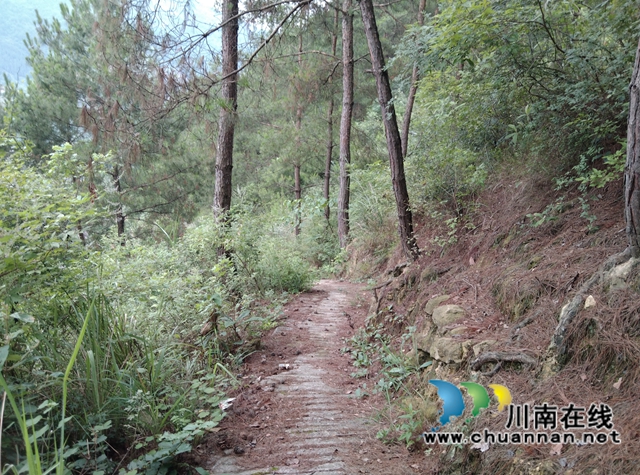 古蔺：大山深处传喜报，云上苗寨树标兵(图5)