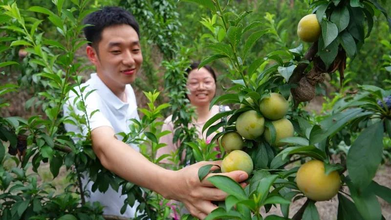 古蔺“蜂糖李”上市！味甜如蜜，果大肉厚(图2)