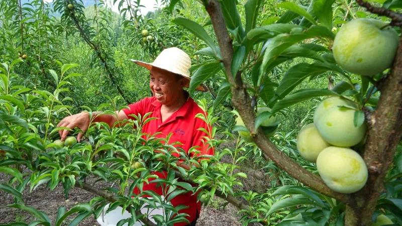 古蔺“蜂糖李”上市！味甜如蜜，果大肉厚(图5)