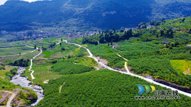 古蔺县彰德街道：花椒香飘致富路(图2)
