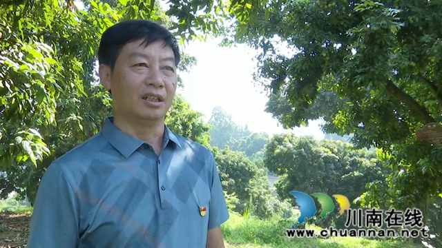 合江：百年荔枝林里忆百年党史(图4)