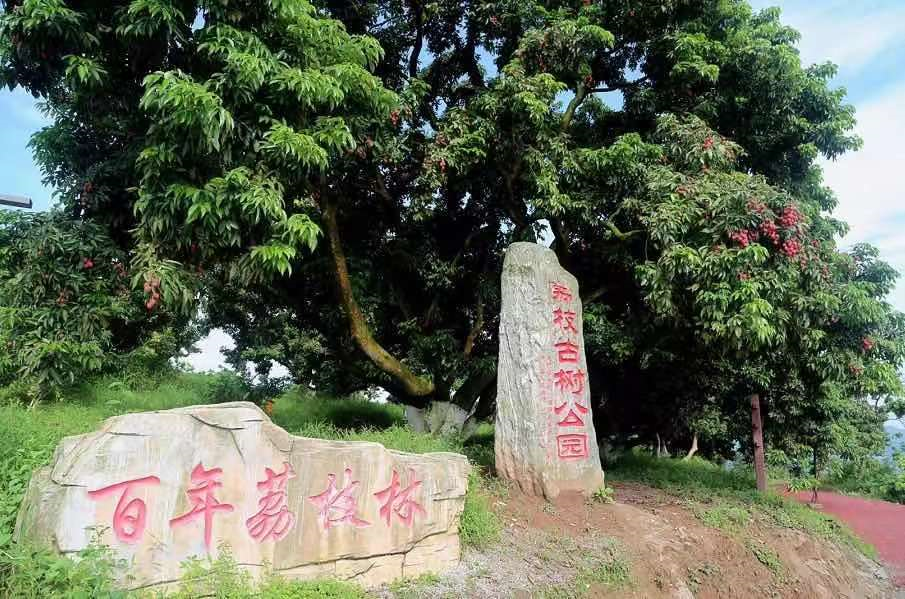 【扩散】合江荔枝来了!300架无人机炫酷助阵(图8) 【扩散】合江荔枝来了!300架无人机炫酷助阵(图8)