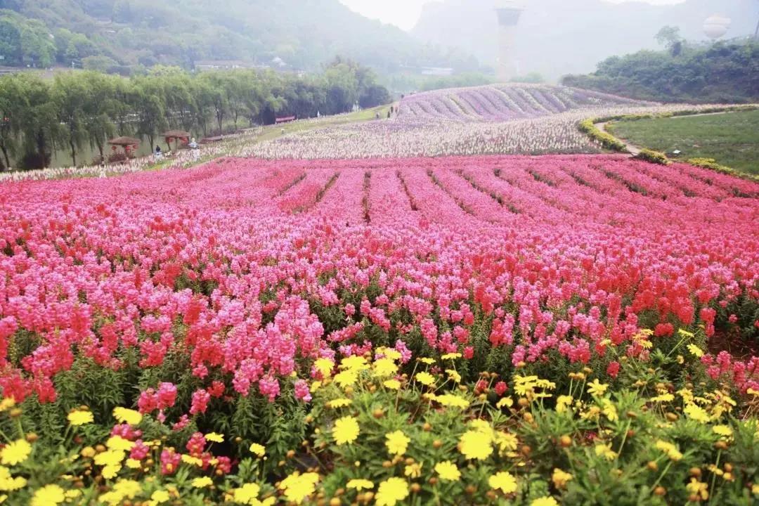 炎炎夏日，泸州这些景区免费、半价(图15)