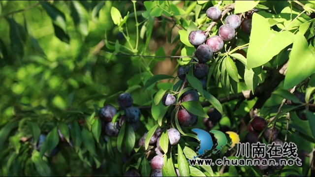 合江：脆红李成熟，等你来采摘！(图5)